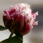 Frau Peony