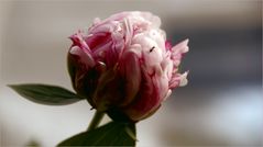 Frau Peony