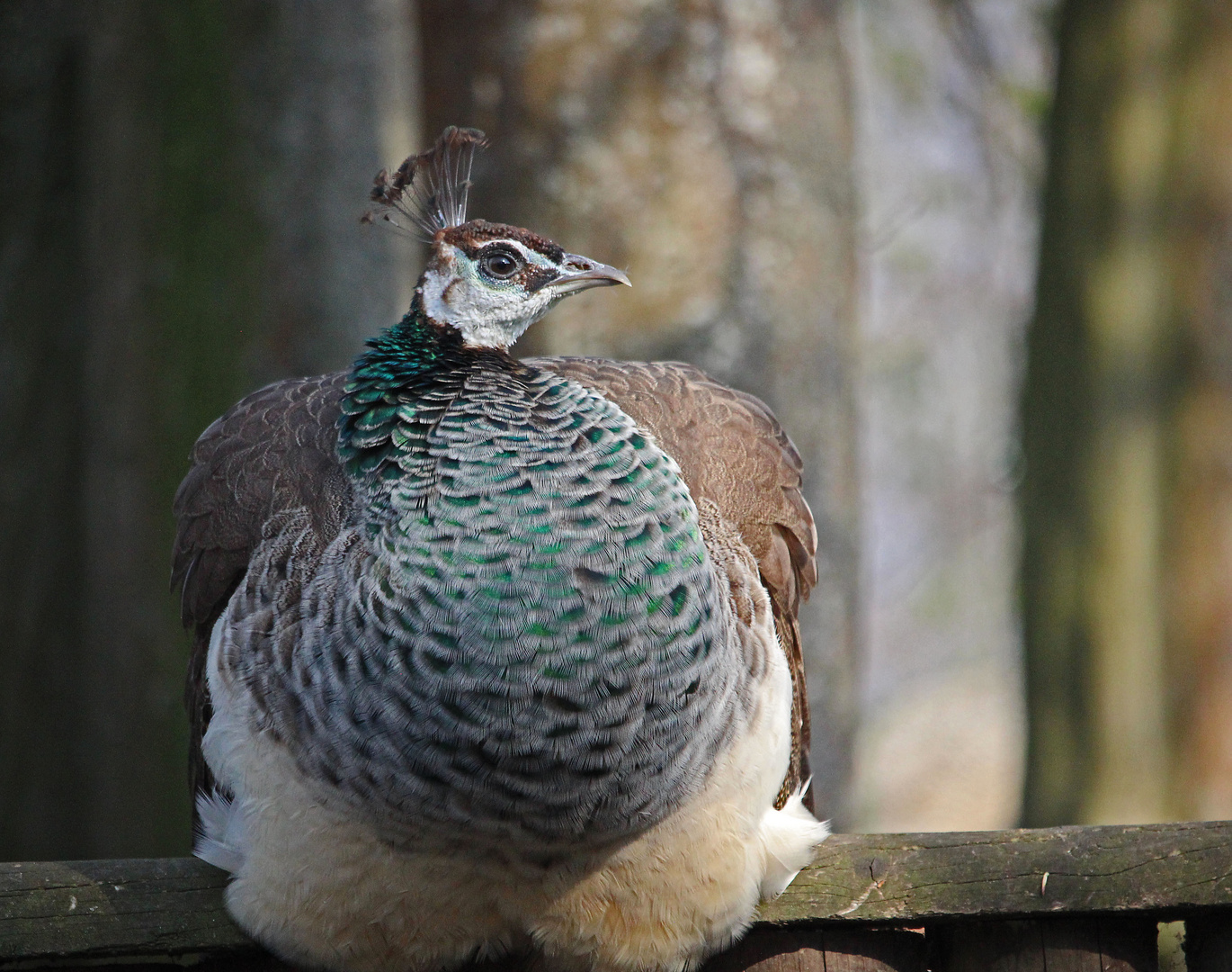 Frau Pfau auf Zaun