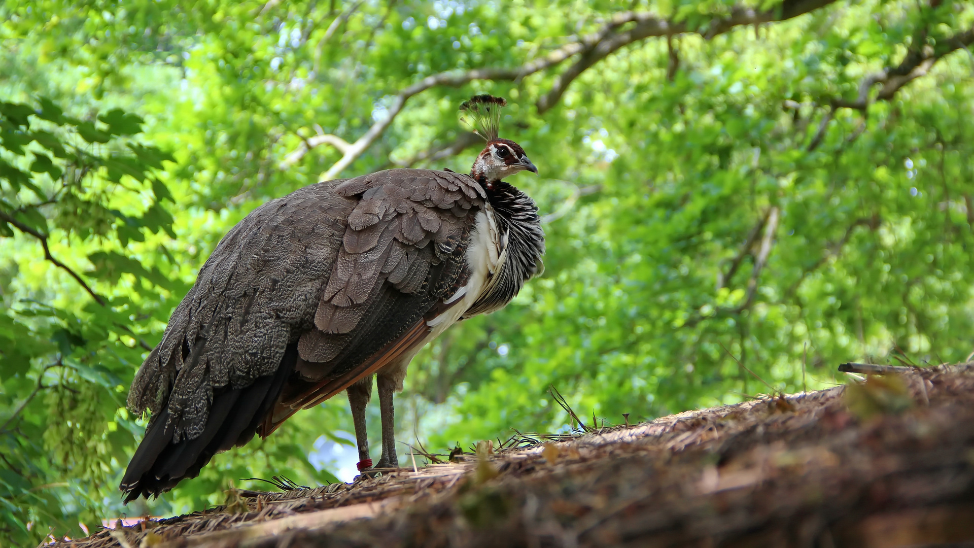 Frau Pfau