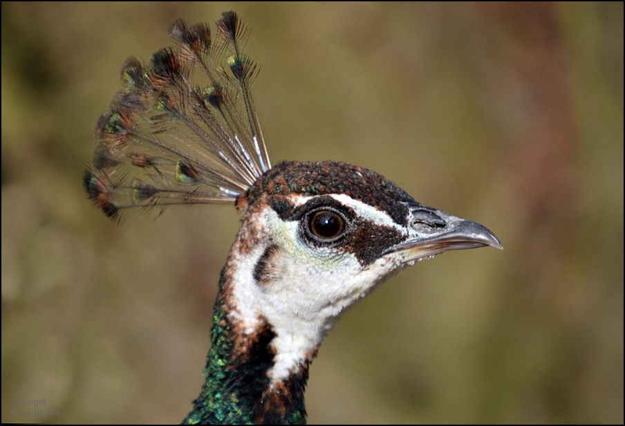 Frau Pfau