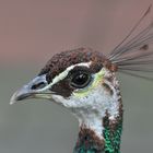 Frau Pfau Close up