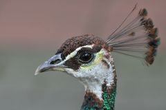 Frau Pfau Close up