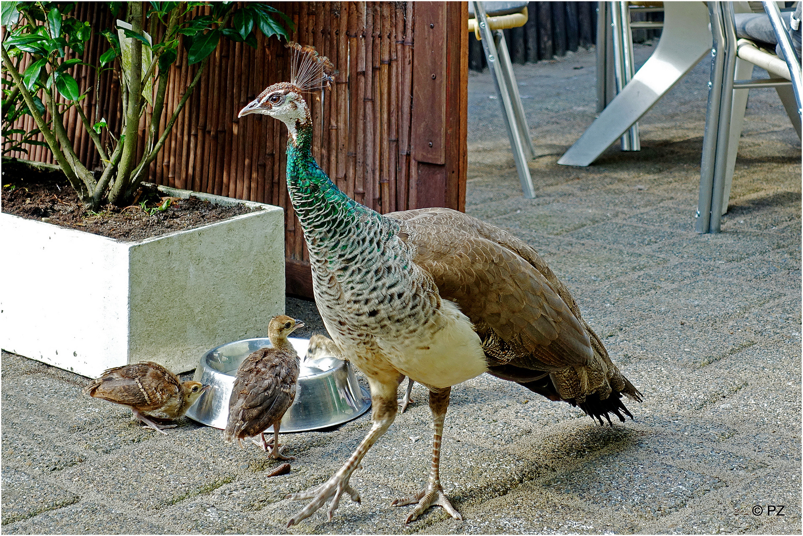 Frau Pfau mit ihren drei Jungen an einem Wassernapf ...