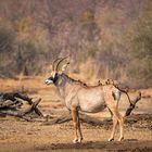 Frau Pferdeantilope im Mahango Park