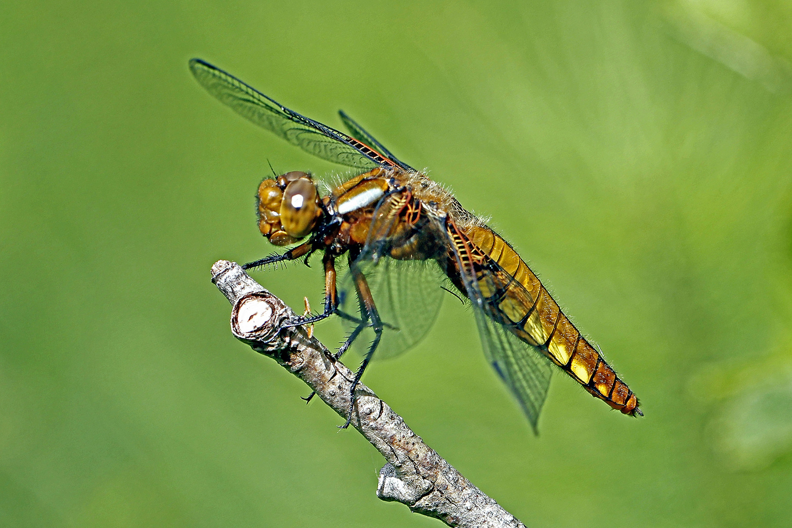 Frau Plattbauch (Libellula depressa)