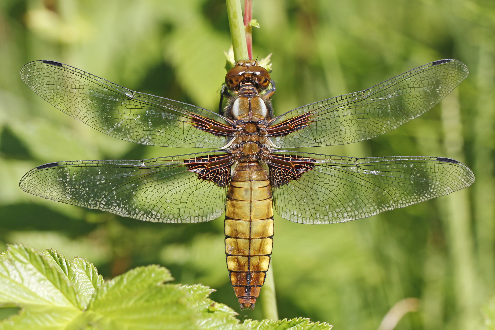 Frau Plattbauch (Libellula depressa)