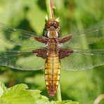 Frau Plattbauch (Libellula depressa)