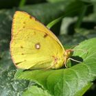 Frau Postillon mit  geschlossenen Flügeln