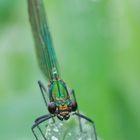 Frau Prachtlibelle (Calopteryx splendens)