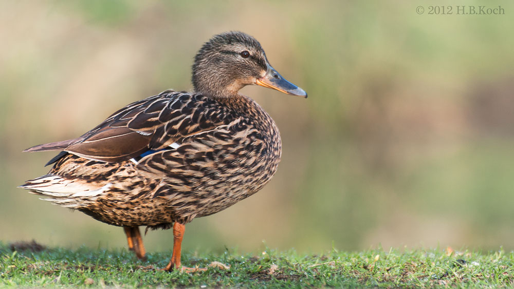 Frau Quack im Schloßpark