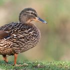 Frau Quack im Schloßpark