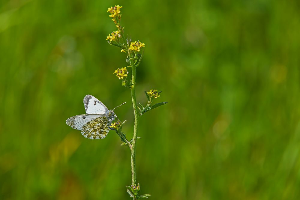 Frau Rora Foto & Bild tiere, wildlife, schmetterlinge Bilder auf