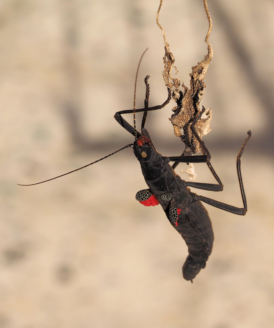 Frau Samtschrecke beim Free climbing …