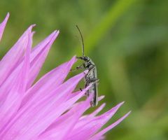 Frau Scheinbockkäfer (Oedemera lurida) im Profil