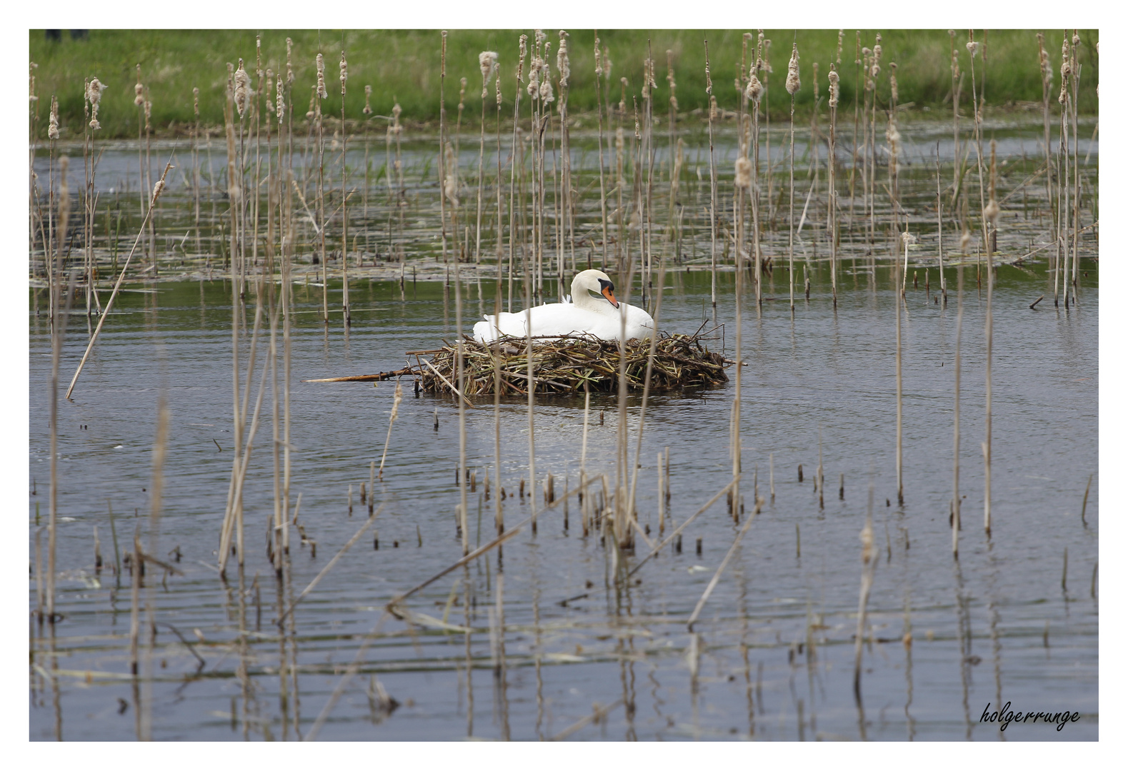 Frau Schwan beim brüten