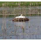 Frau Schwan beim brüten