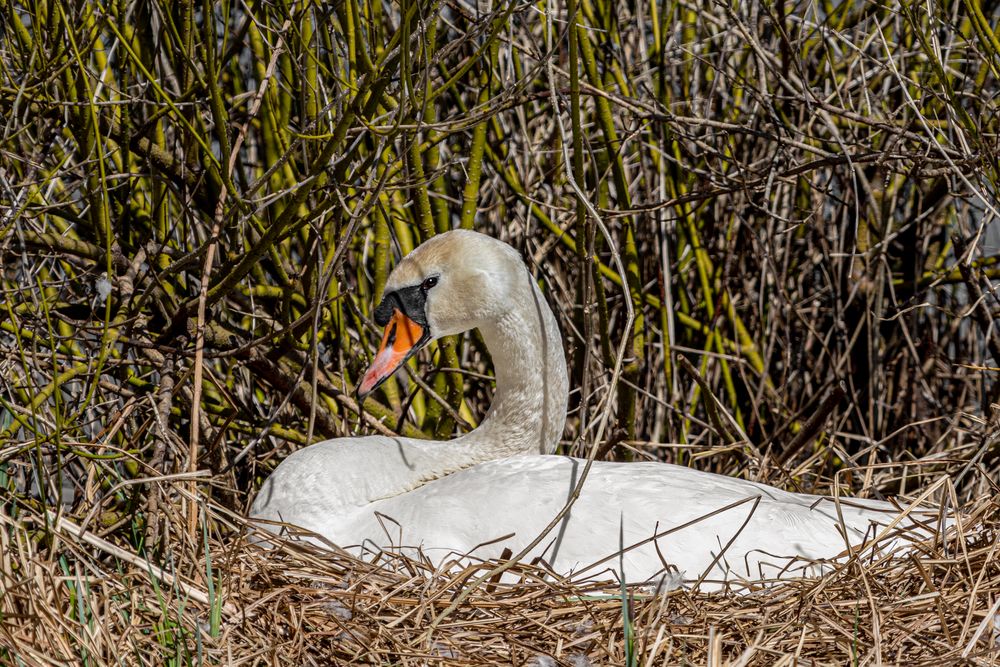 Frau Schwan beim Brüten