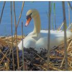 Frau Schwan brütet was aus