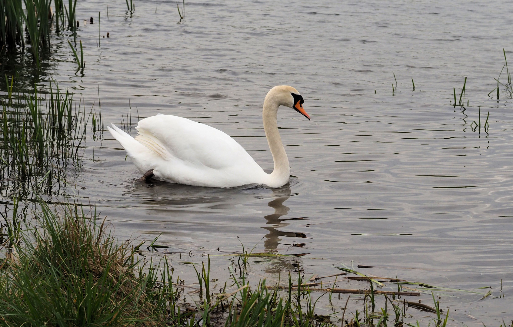 Frau Schwan.....