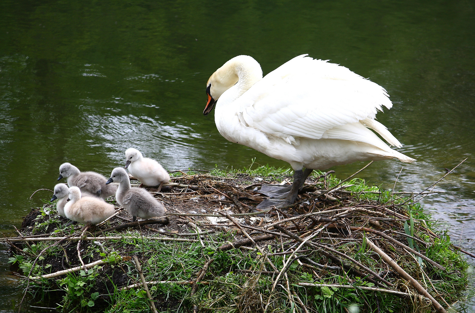 Frau Schwan mit ihren Kindern