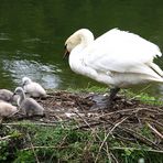 Frau Schwan mit ihren Kindern