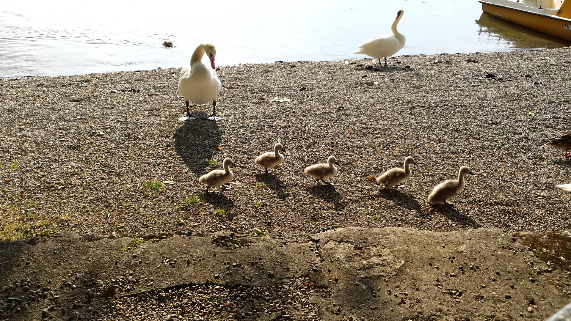 Frau Schwan mit seinen 5 Babys