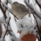 Frau Schwarzkopf im ersten Schnee