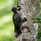 Frau Schwarzspecht am Baum