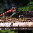 Frau Schwarzstorch beim Brüten