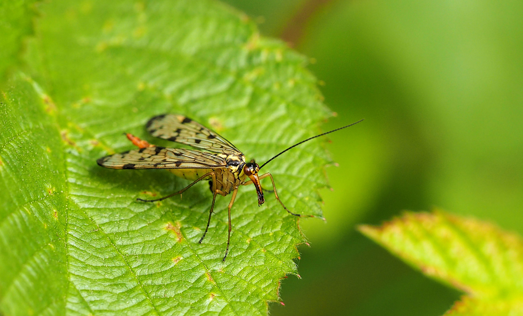 Frau Skorpionsfliege 