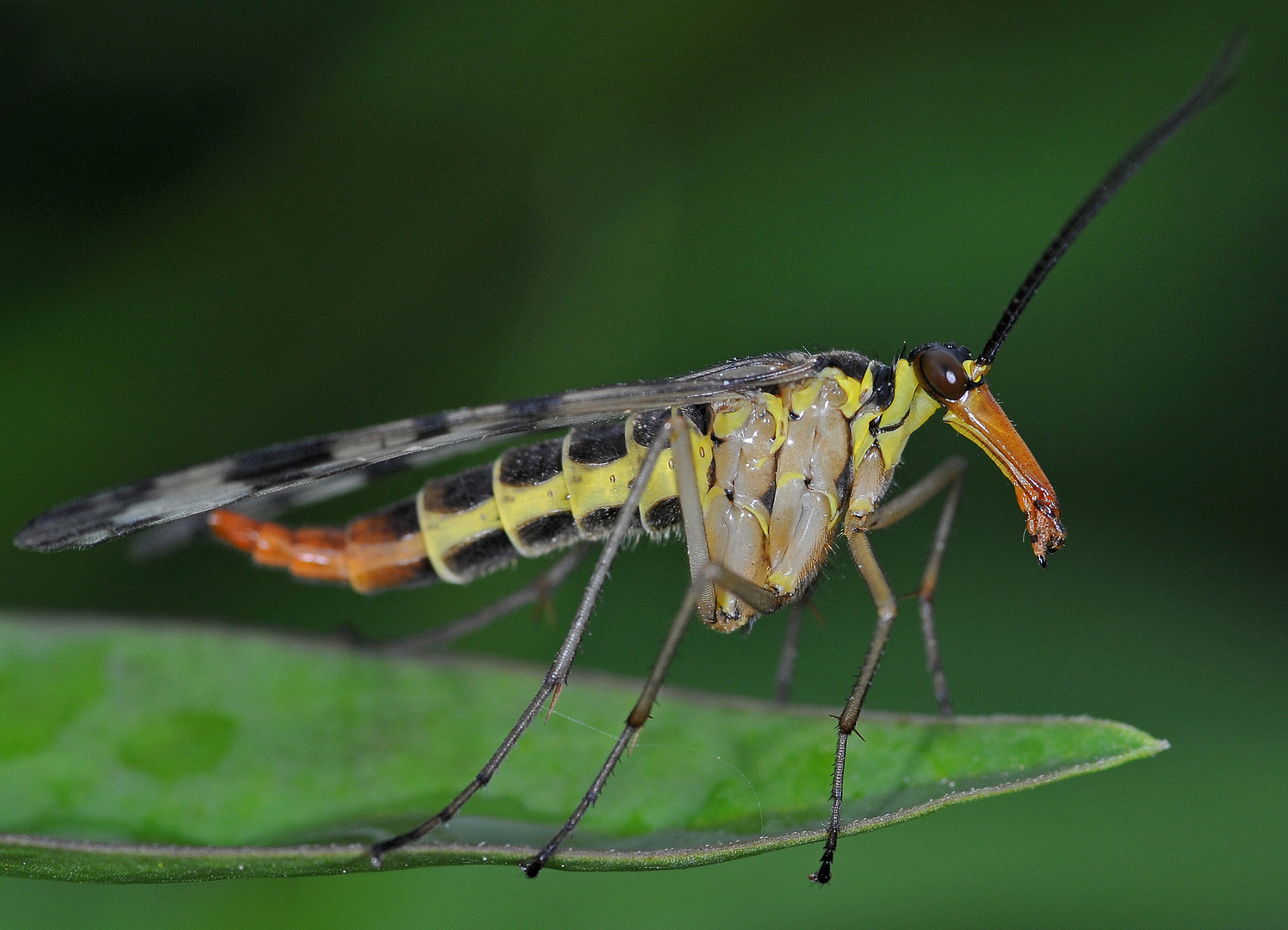 Frau Skorpionsfliege