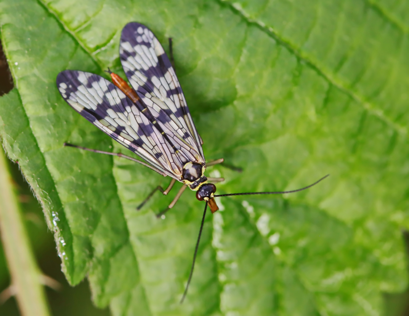 Frau Skorpionsfliege