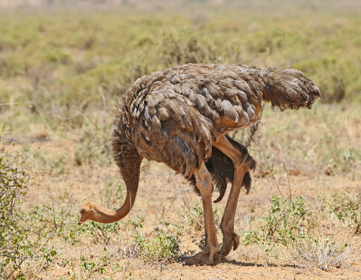 Frau Somalistrauß