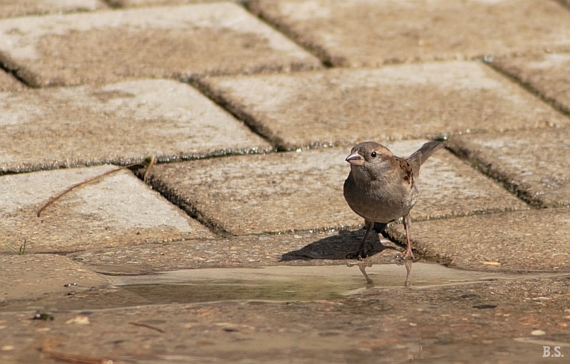 Frau Spatz