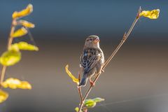 Frau Spatz