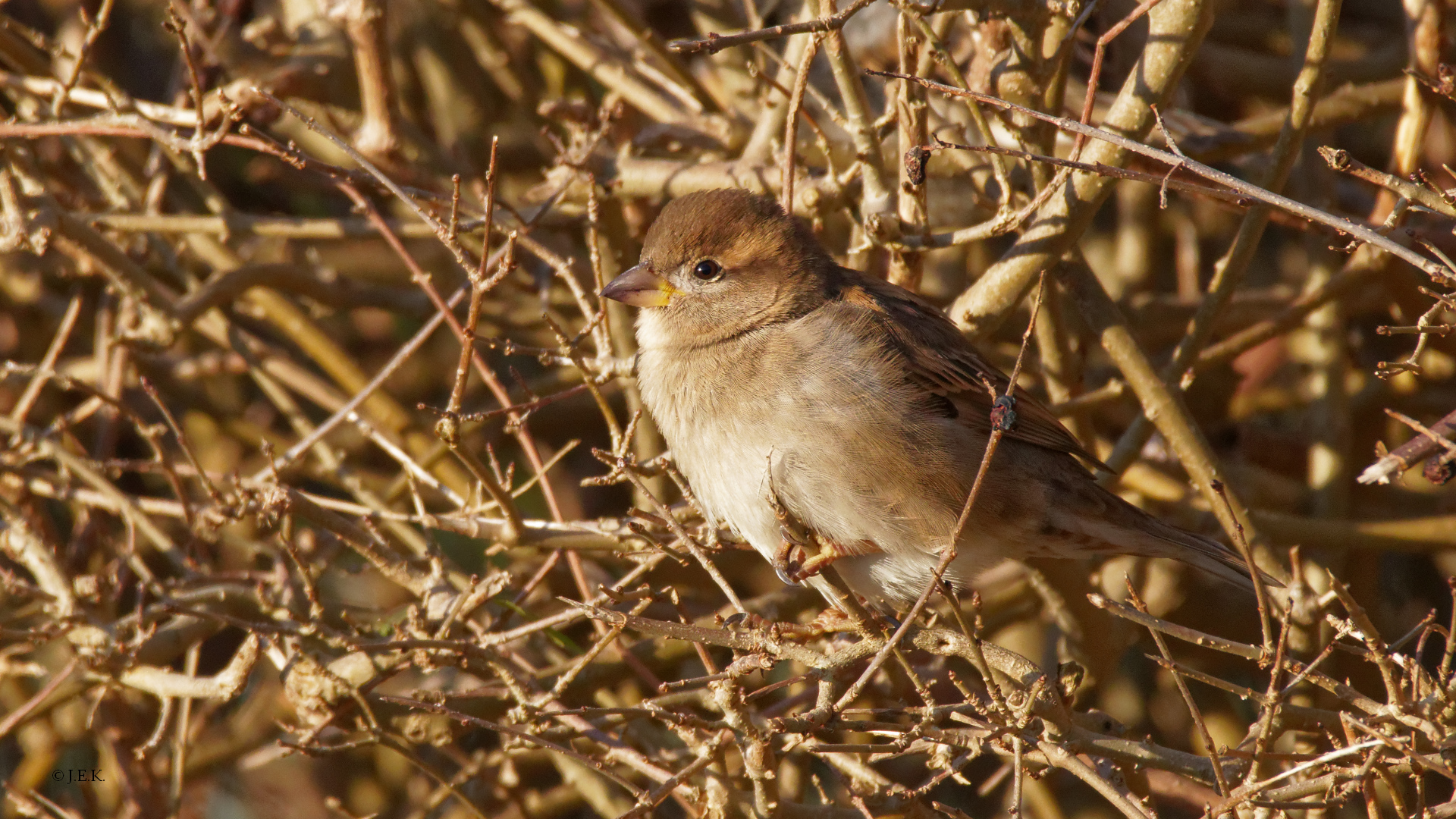 Frau Spatz