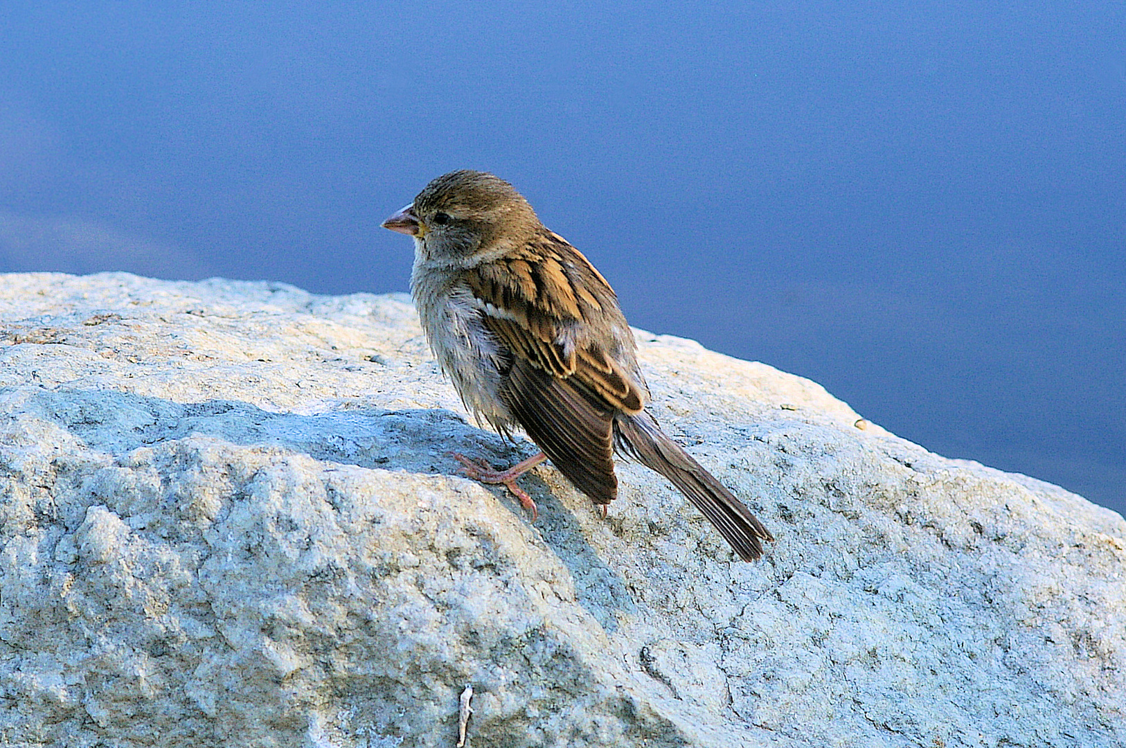 Frau Spatz