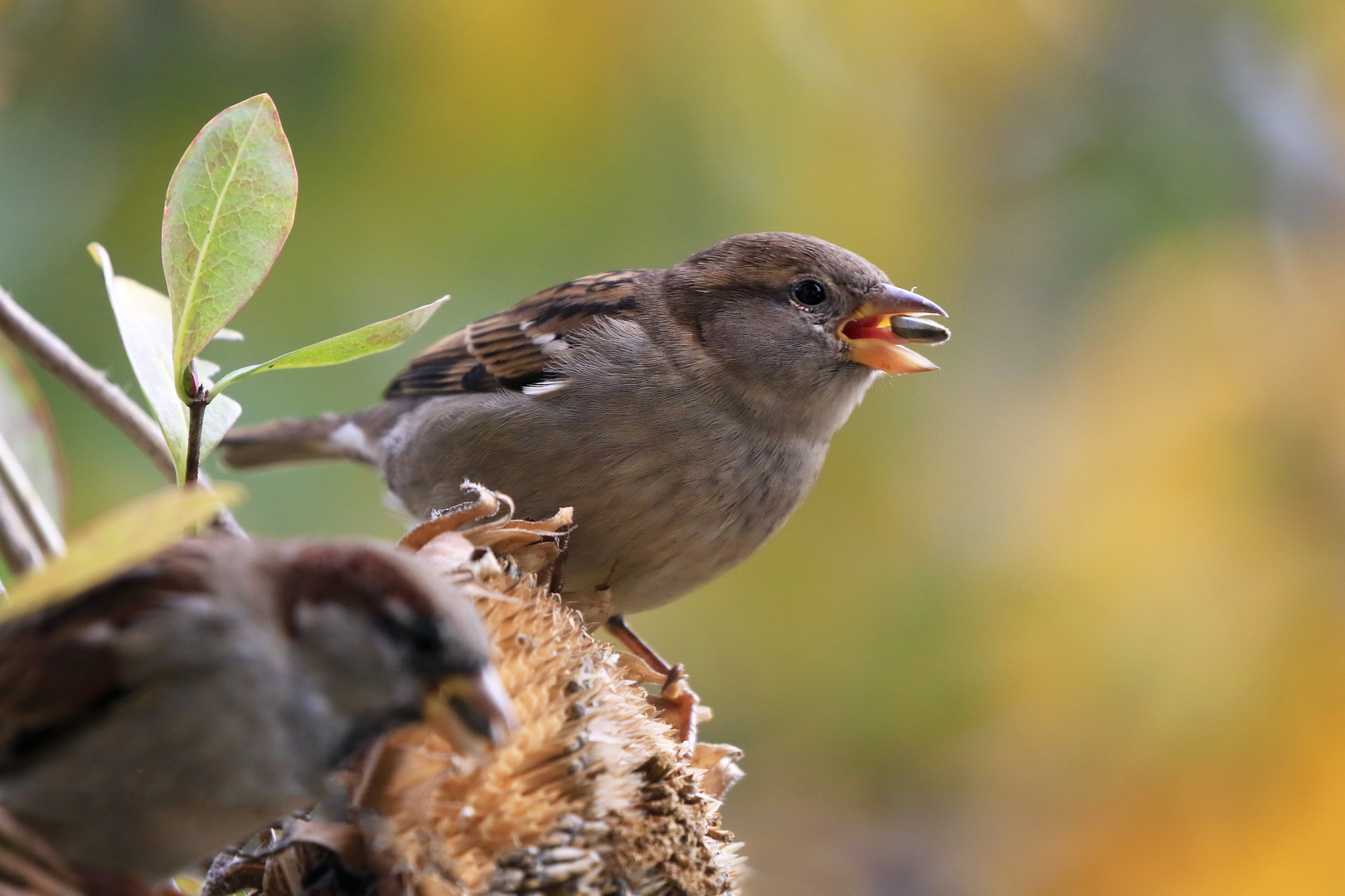 Frau Spatz