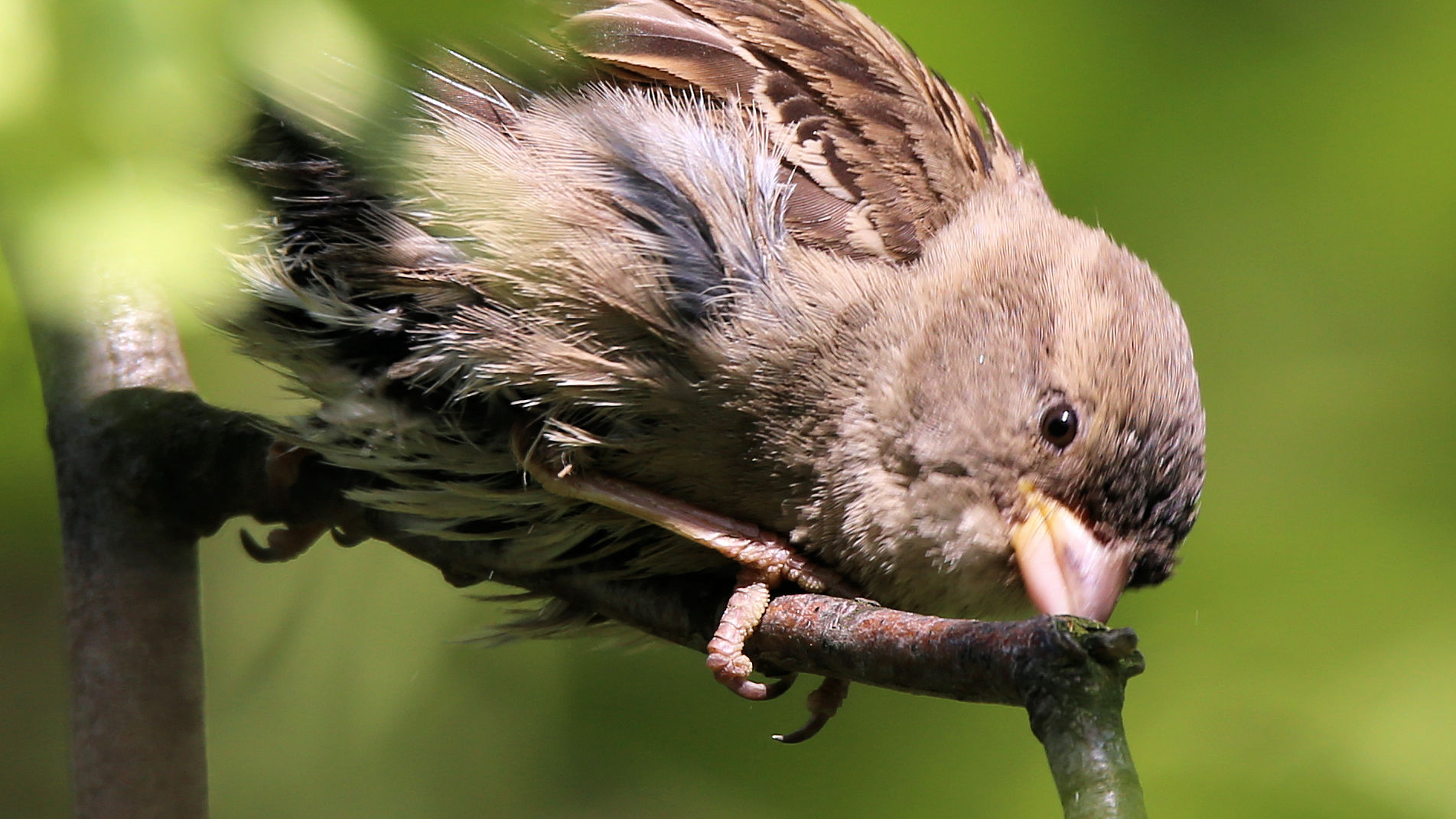 Frau Spatz..