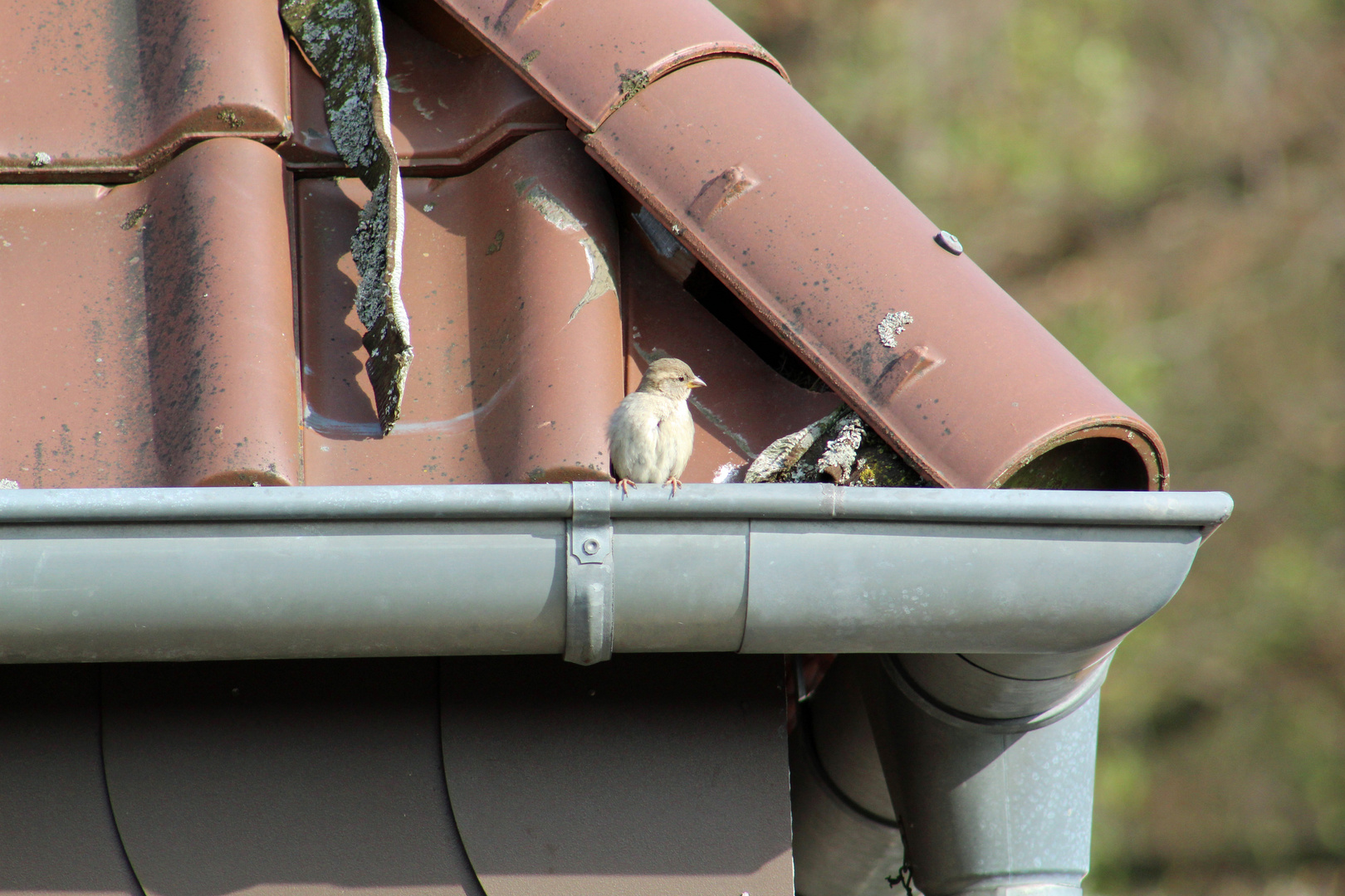 Frau Spatz genießt die Aussicht vor ihrem Nest