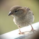 Frau Spatz im Porträt