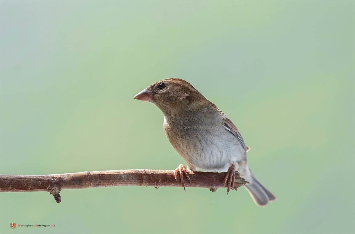 Frau Spatz / Mrs Sparrow