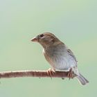 Frau Spatz / Mrs Sparrow