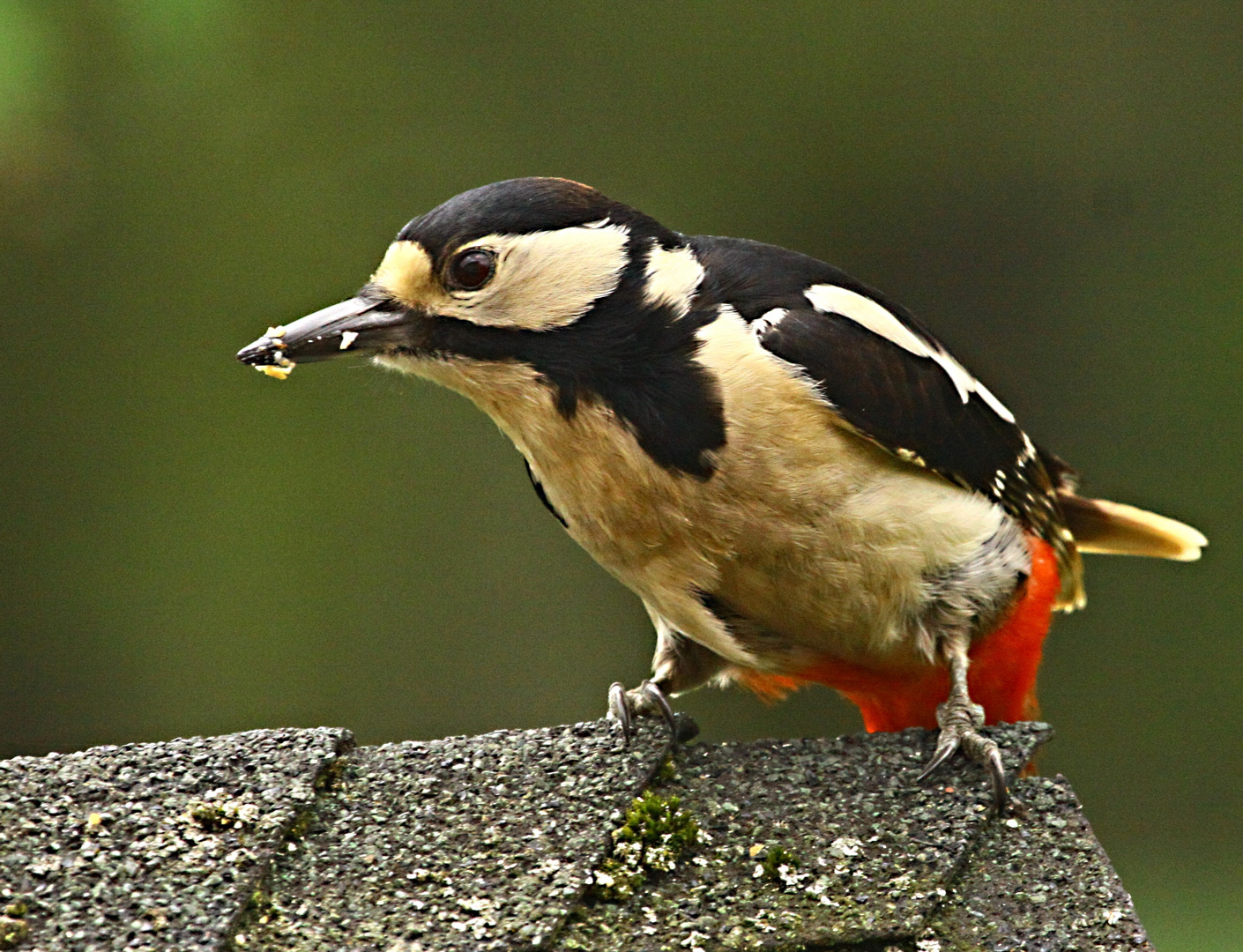 Frau Specht auf dem Futterhaus