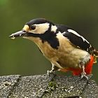 Frau Specht auf dem Futterhaus