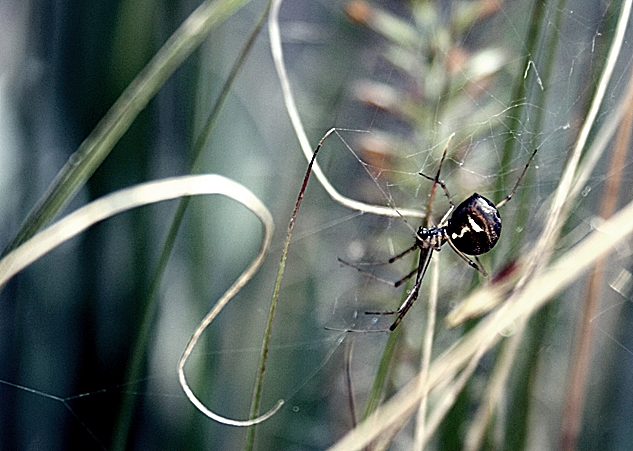 Frau Spinne