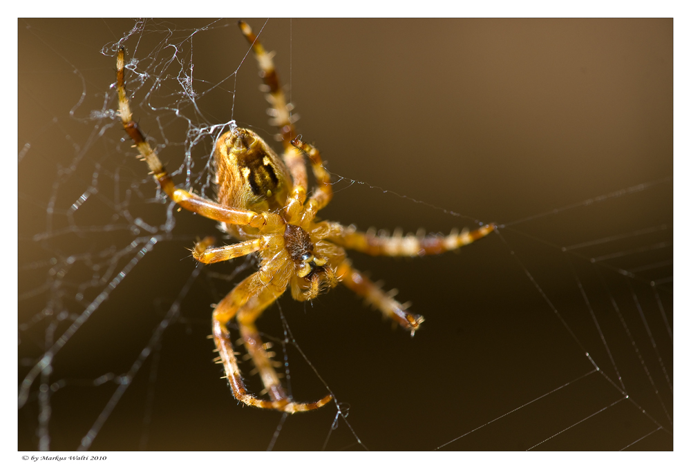 Frau Spinne beim spinnen