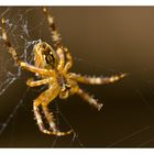 Frau Spinne beim spinnen