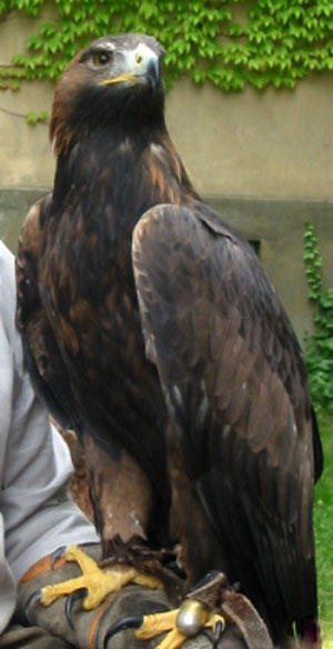 Frau Steinadler